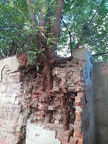 Дерево в стене