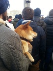 Собака на антикоррупционном марше